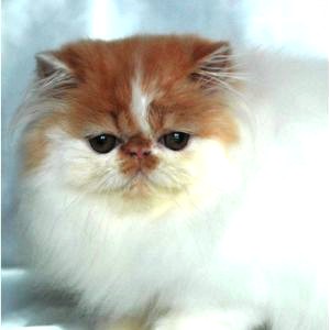 Chatons Persans Loof***