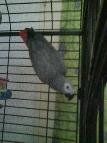 Adorable gris du Gabon Eam