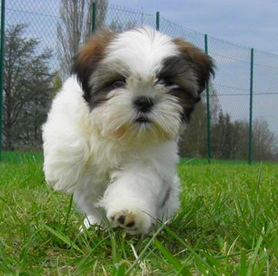 Disponible deux chiots type shih tzu non lof 