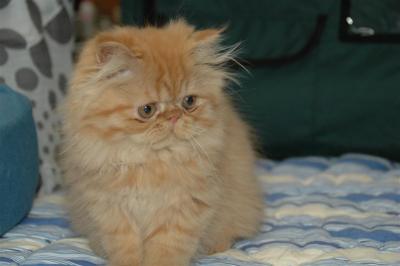 Chatons PERSANS & EXOTICS disponibles