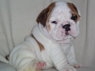 CUTE LOKKING BULLDOG POPS � VENDRE