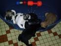 chiots bouledogues fran�ais lof