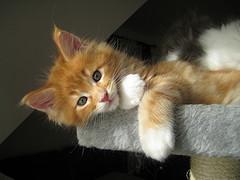 Deux chatons Maine coon � donner
