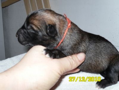 Berger belge Malinois