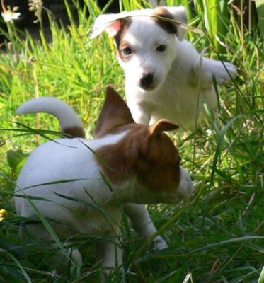 Deux Adorables chiots de type Jack russell a donner