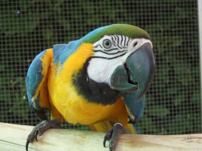 Magnifique perroquet ara ararauna