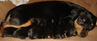 Chiots Ratier de Prague