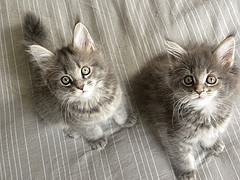 maine coon besoin d'une nouvelle maison